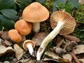 Hygrophorus leporinus